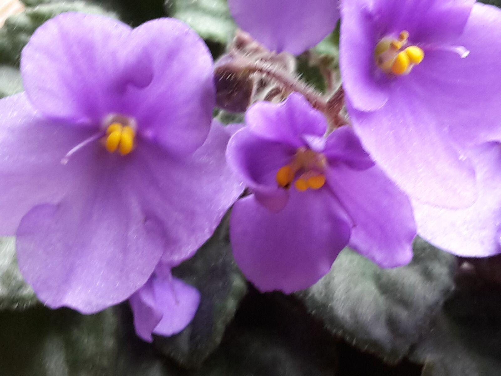 Samsung Galaxy S5 Mini sample photo. African violets, african violets photography