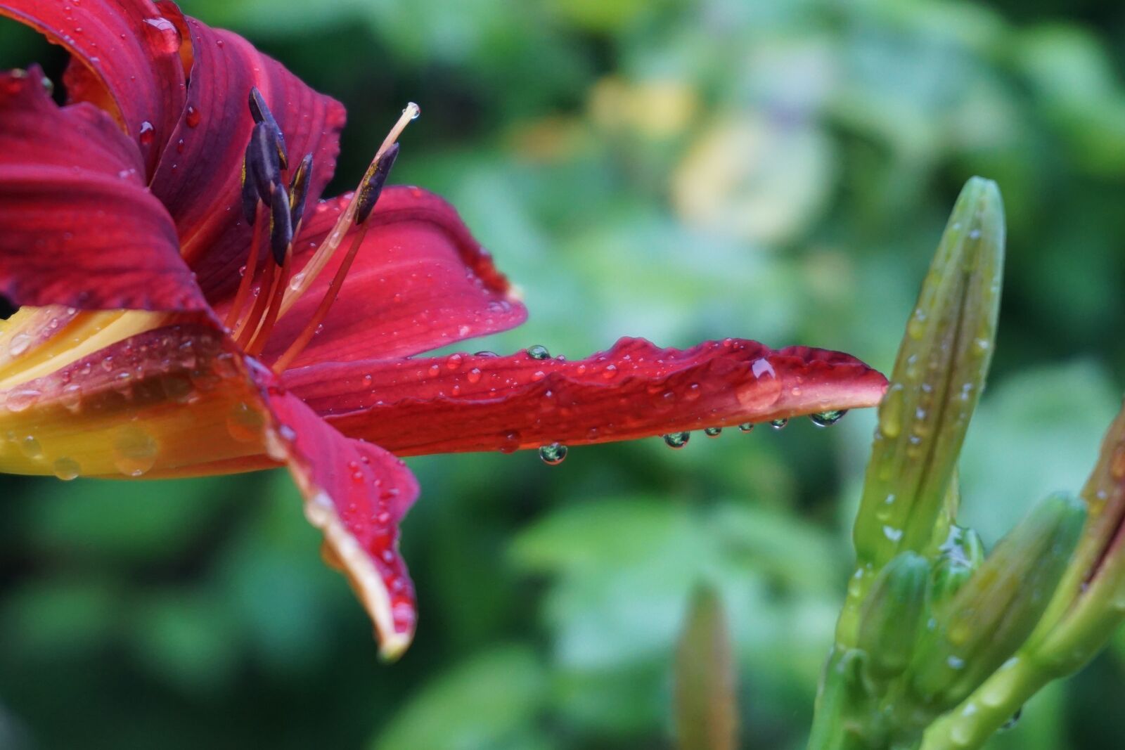 Sony a6000 sample photo. Blossom, bloom, lilies photography