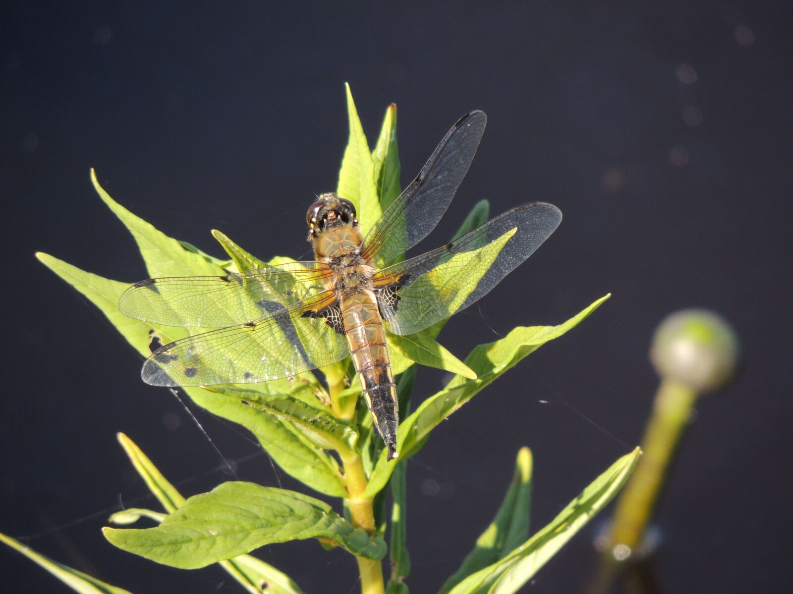 Nikon Coolpix P510 sample photo. Dragonfly, macro, insect photography