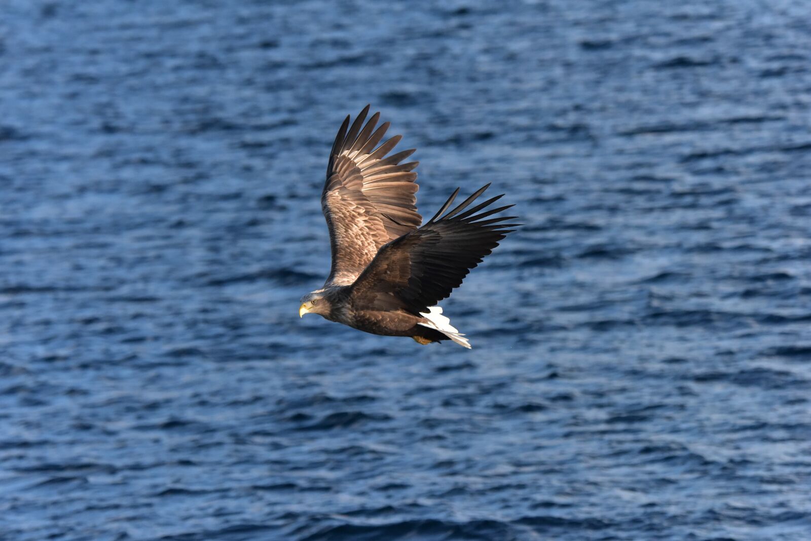 Nikon D810 sample photo. Bird, natural, waters photography