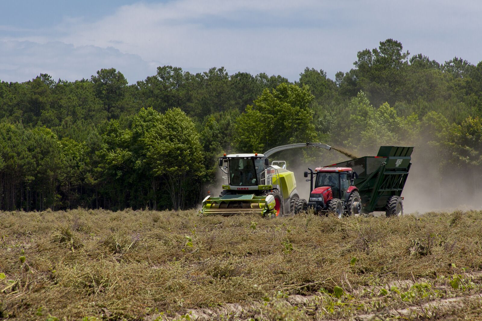 Canon EOS 5D Mark II + Canon EF 28-135mm F3.5-5.6 IS USM sample photo. Clary sage, agriculture, crop photography