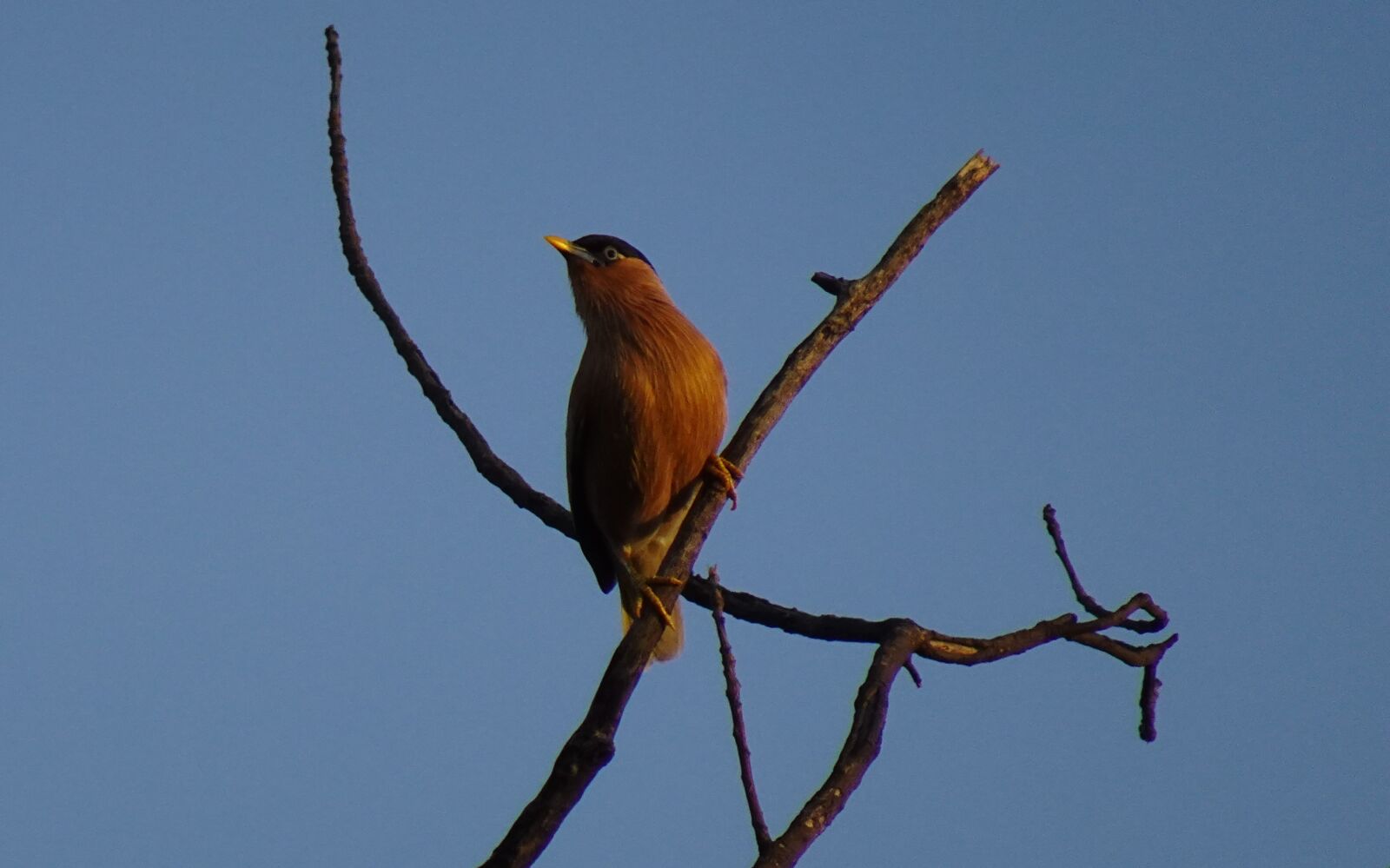 Sony DSC-WX800 sample photo. Bird, aves, brahminy myna photography