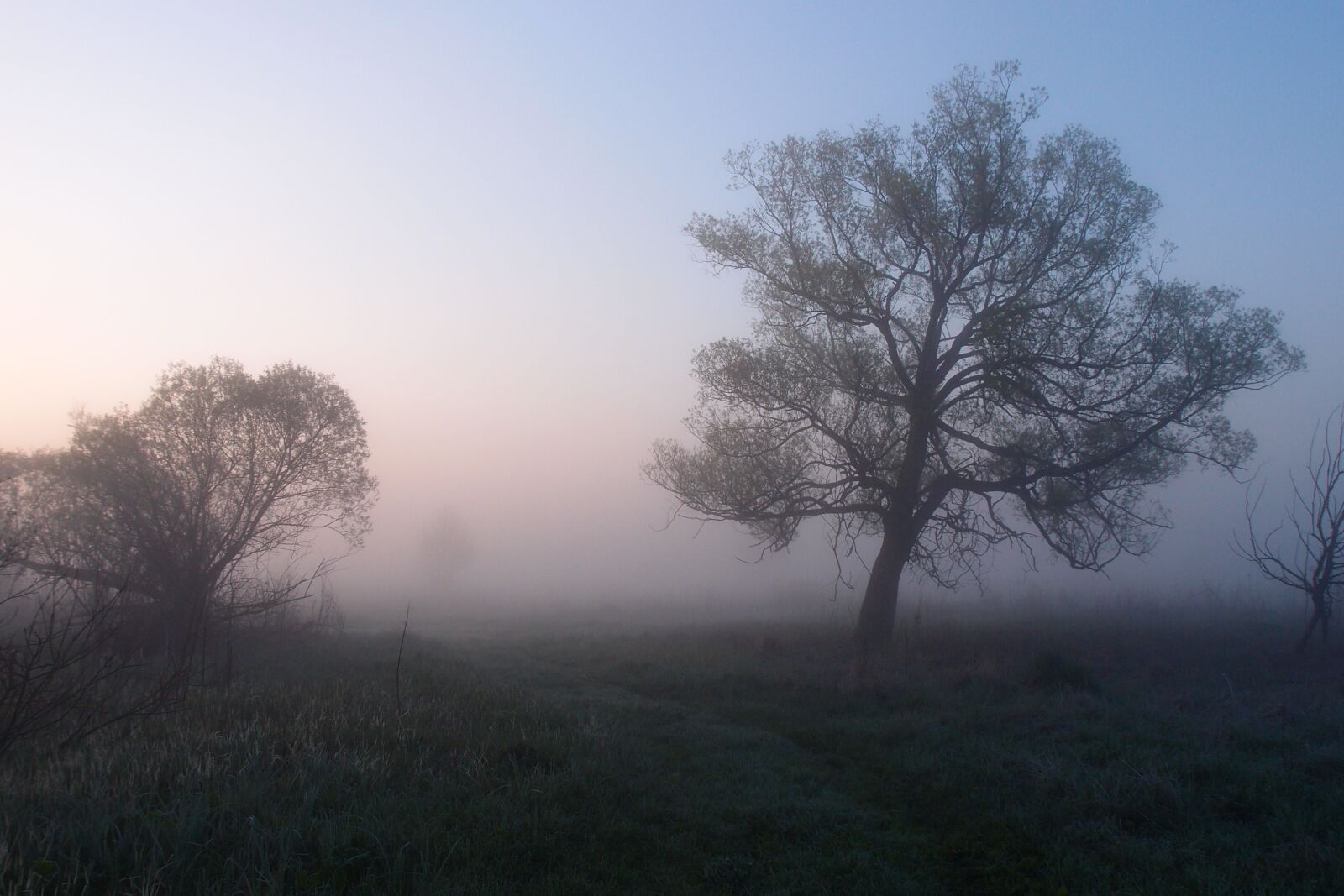 Olympus XZ-1 sample photo. Morning, fog, summer photography