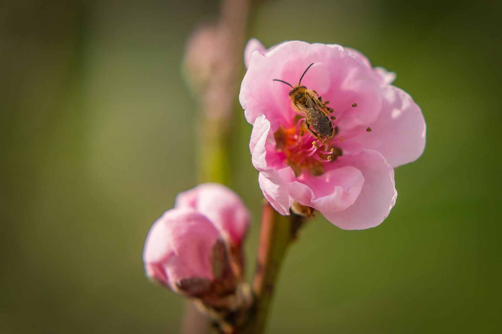 Nikon D7200 sample photo. Blossom, bloom, bee photography