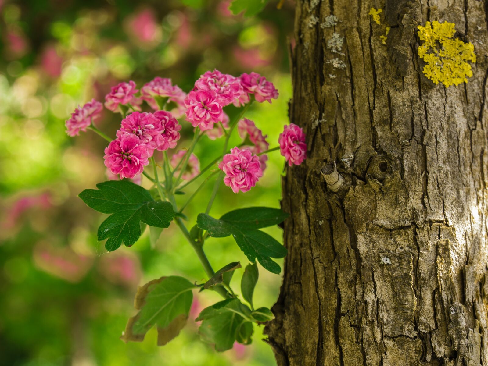 Panasonic DMC-G81 sample photo. Flower, tree, log photography