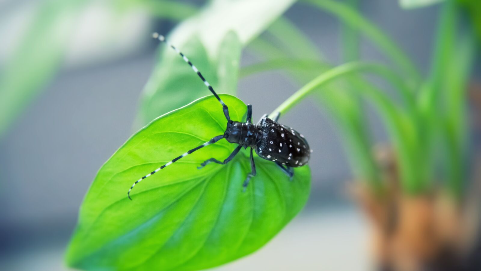 Nikon D750 sample photo. Beetles, insect, plant photography