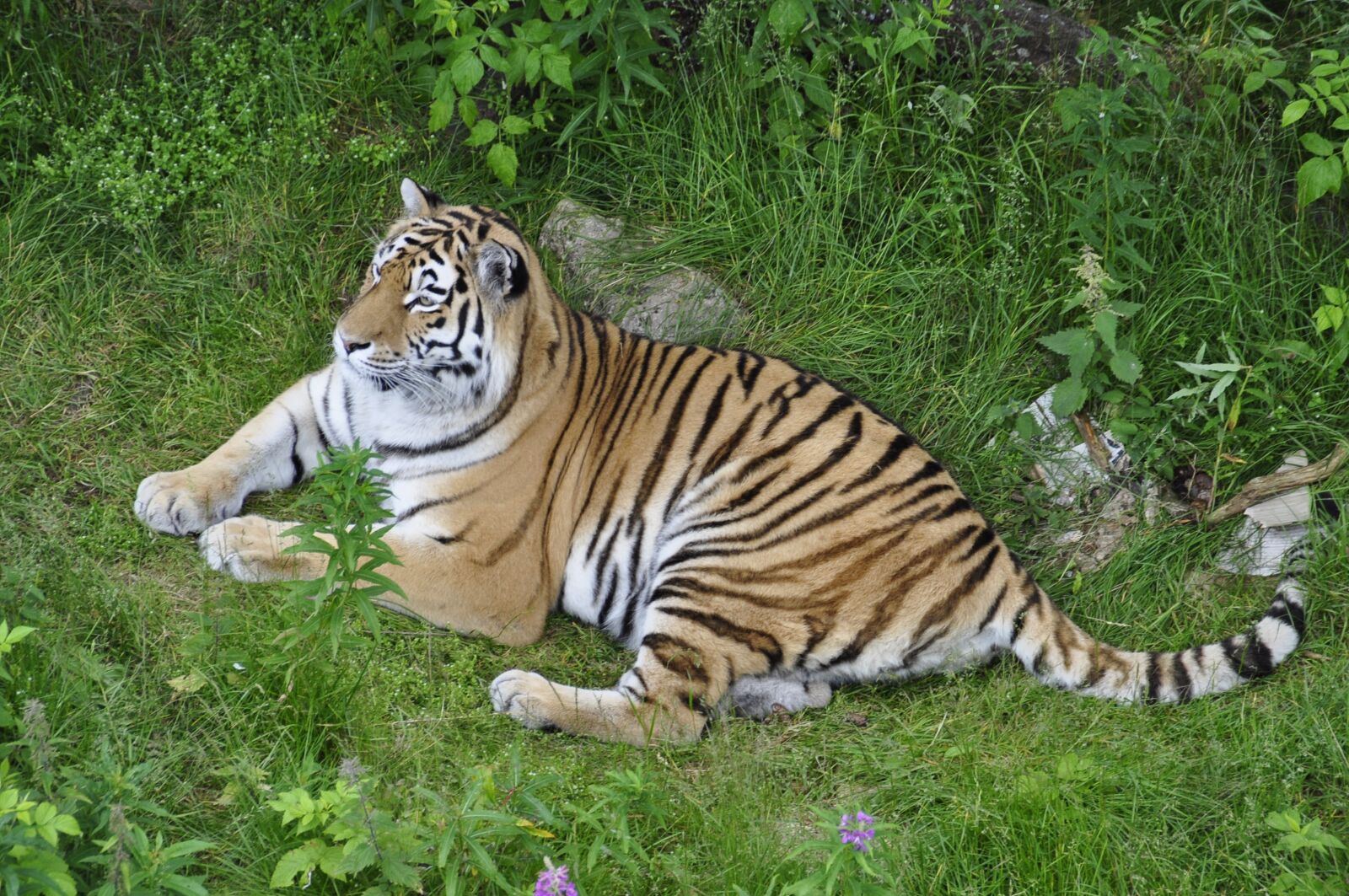 Nikon D5000 sample photo. Tiger, green, tree photography