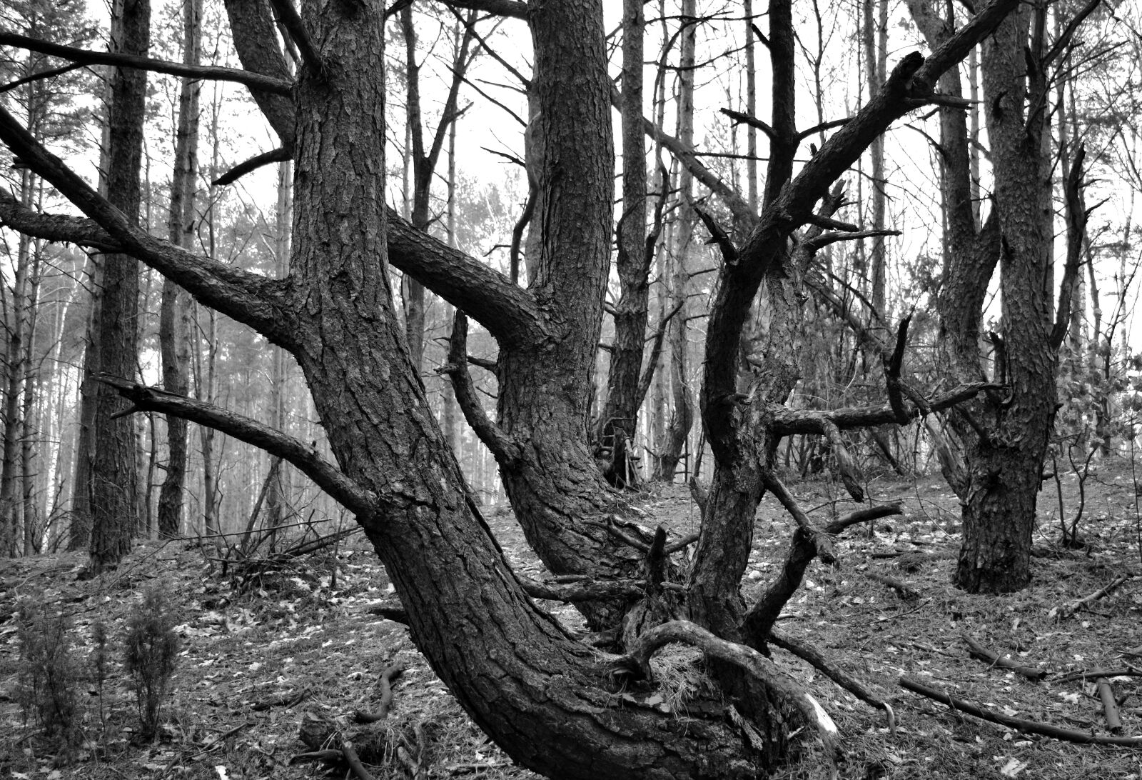 Nikon D3300 sample photo. Forest, nature, tree, winter photography