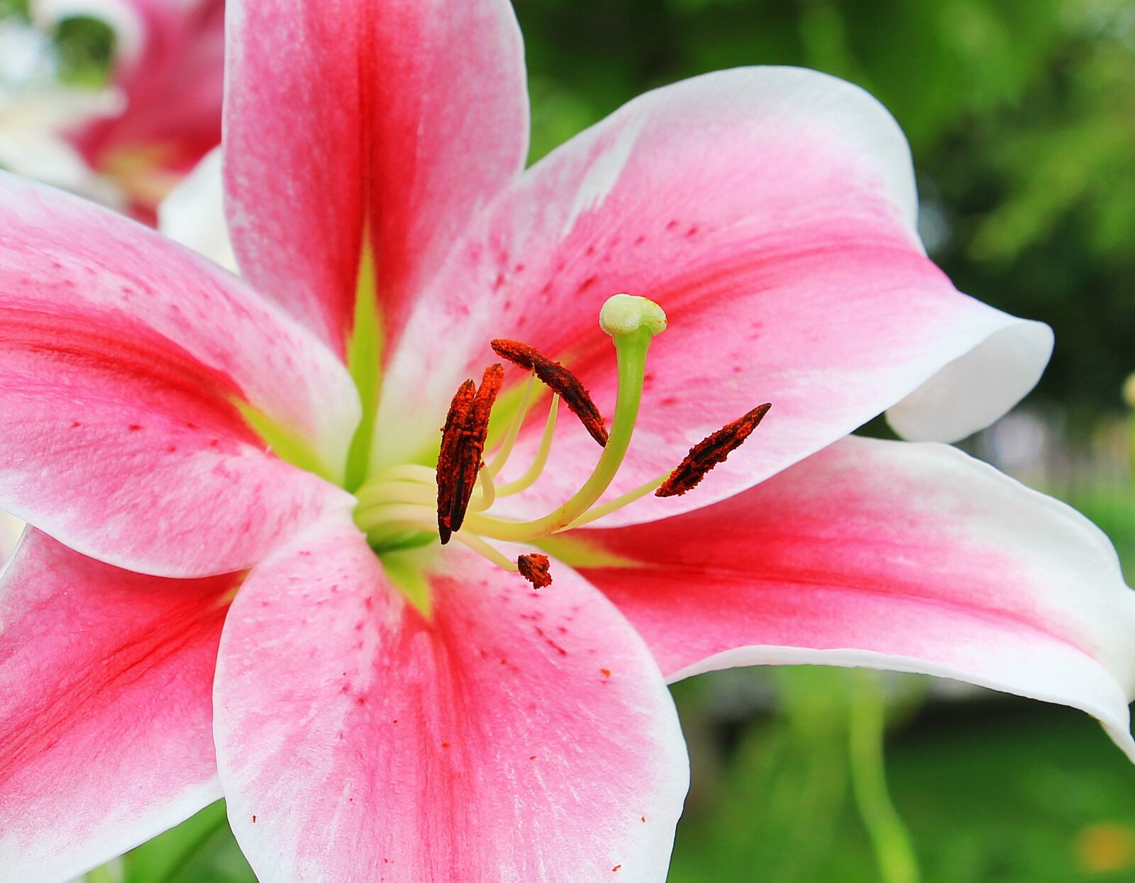 Canon EOS 550D (EOS Rebel T2i / EOS Kiss X4) sample photo. Lily, flower, lilies photography