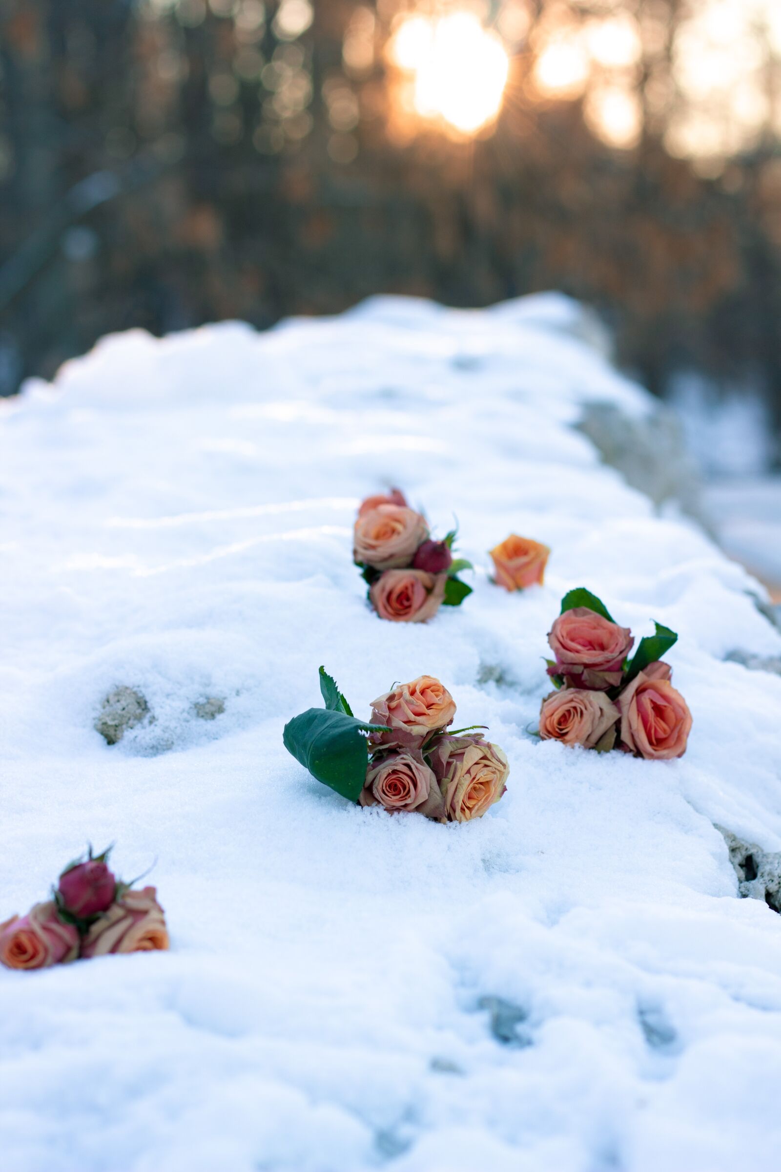 Canon EOS 600D (Rebel EOS T3i / EOS Kiss X5) + Canon EF 50mm F1.8 STM sample photo. Winter, roses, nature photography