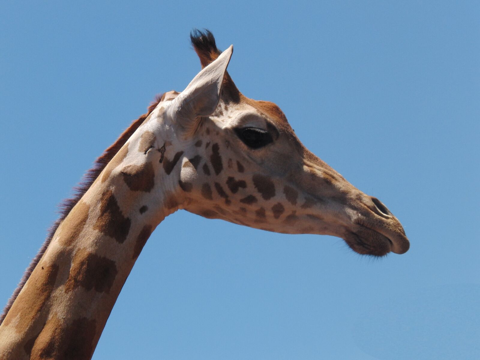 CASIO EX-FH20 sample photo. Giraffe, animal, nature photography