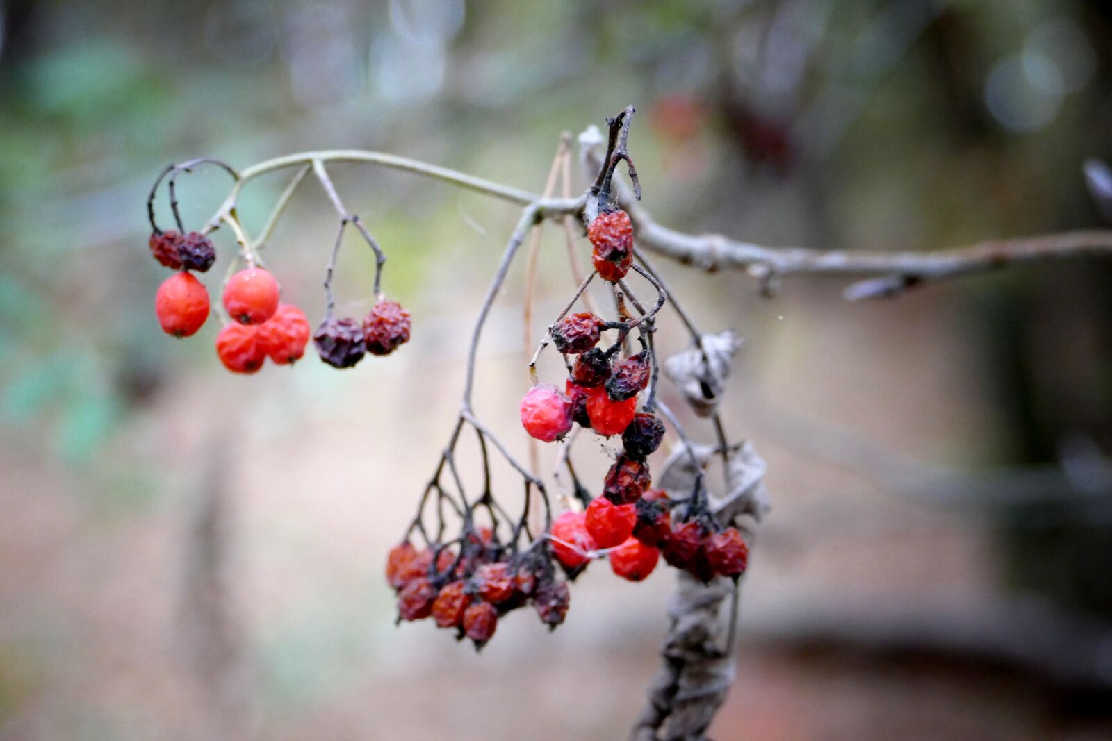 Panasonic Lumix DMC-FZ1000 sample photo. Berry, forest, fruits photography