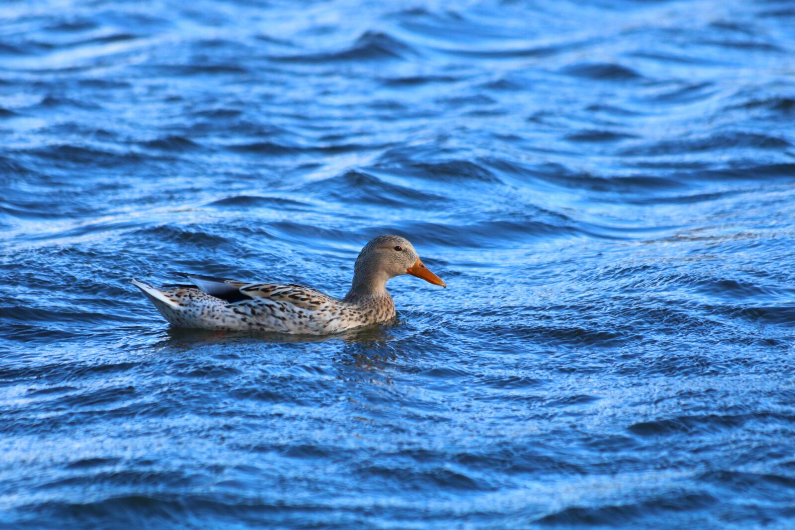 Canon EOS 750D (EOS Rebel T6i / EOS Kiss X8i) + Canon EF 70-300mm F4-5.6 IS USM sample photo. Duck, waterfowl, wild photography