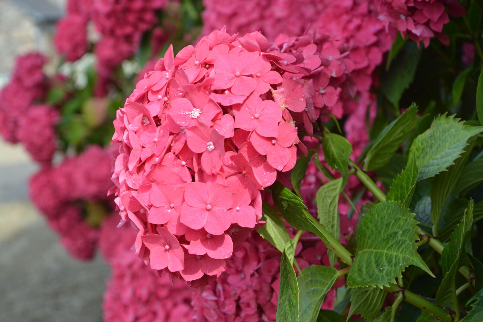 Nikon D5200 sample photo. Red flowers, the big photography