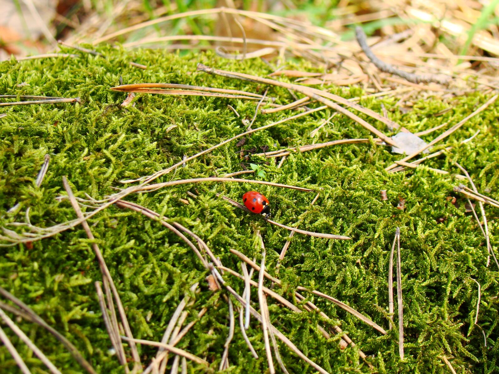 Sony Cyber-shot DSC-H50 sample photo. Nature, beetle, insect photography