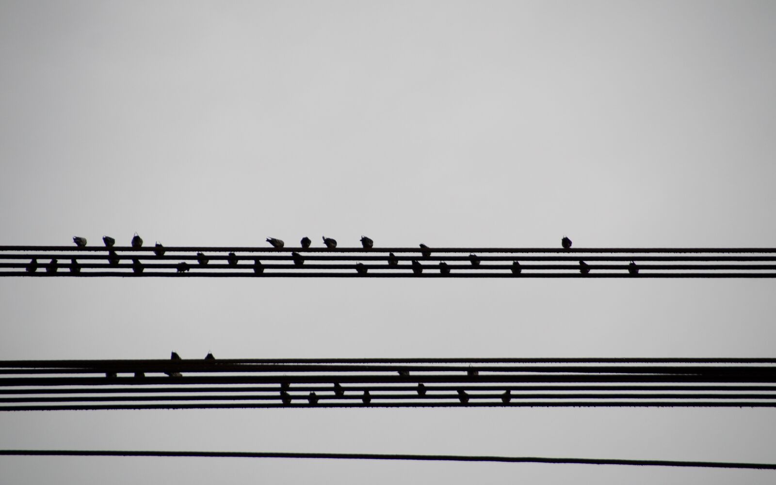 Sony SLT-A58 sample photo. Birds, wires, sitting photography