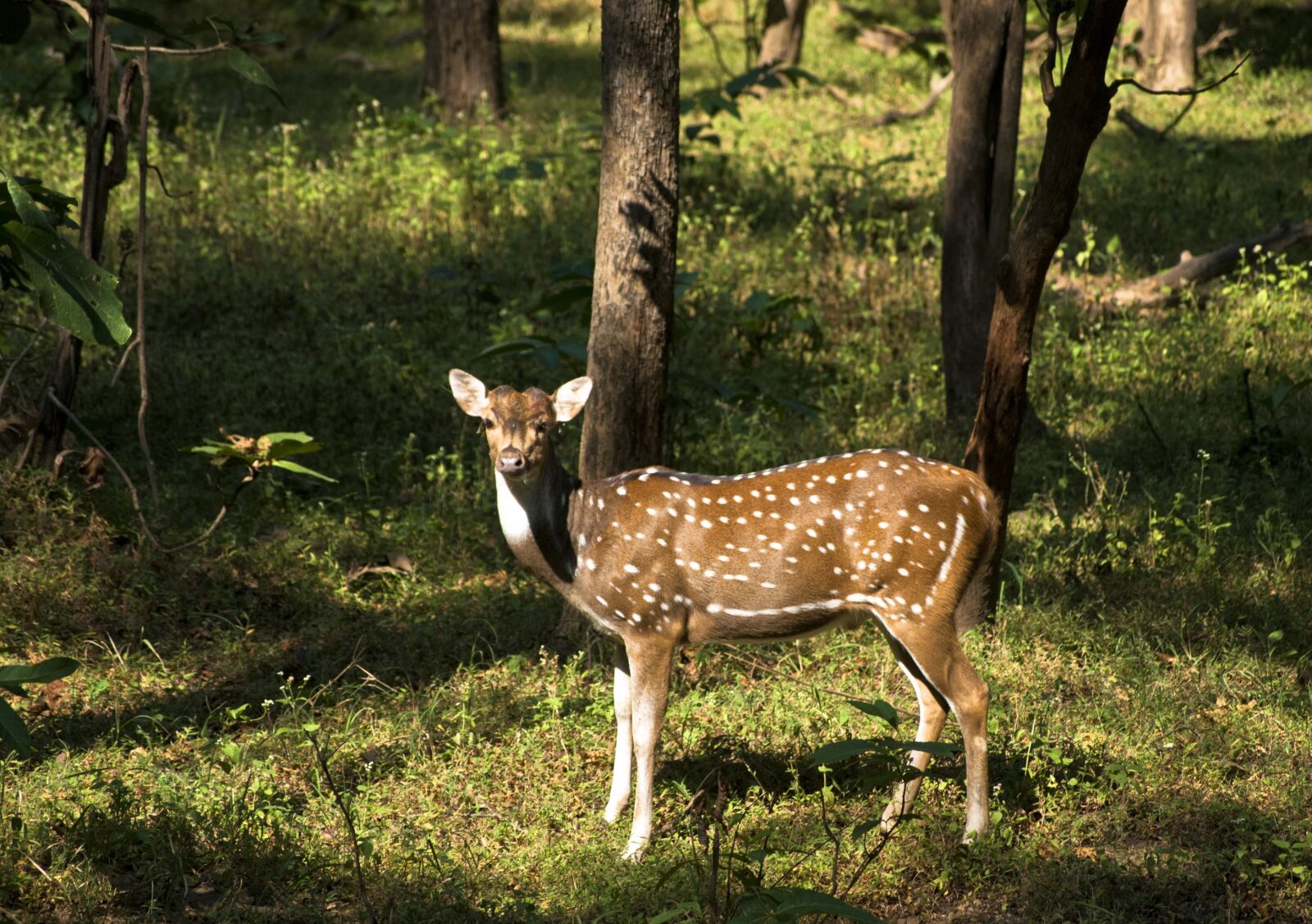 Nikon D60 sample photo. Deer, wildlife, animal photography