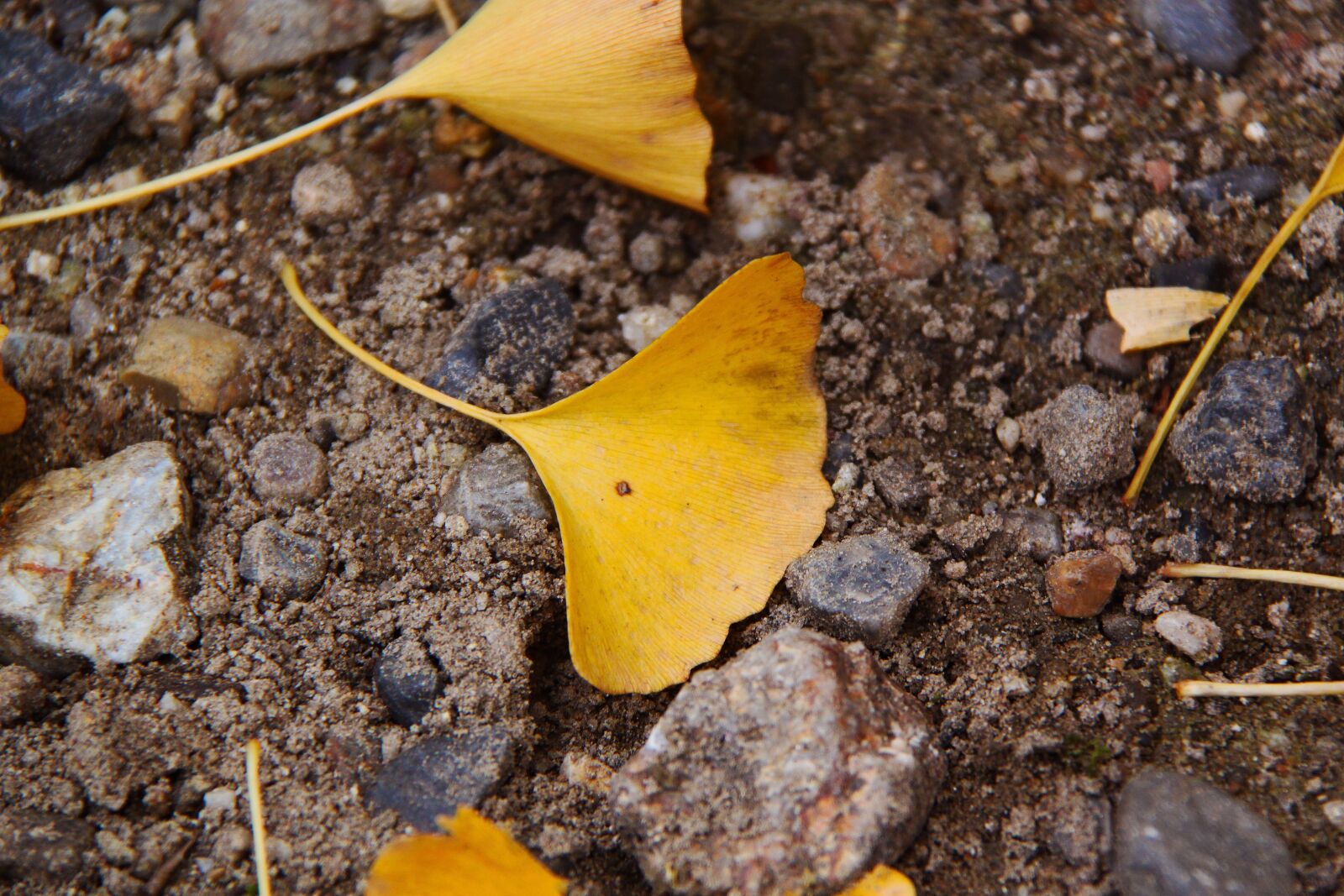 Canon EOS 500D (EOS Rebel T1i / EOS Kiss X3) sample photo. Ginkgo, yellow, autumn photography