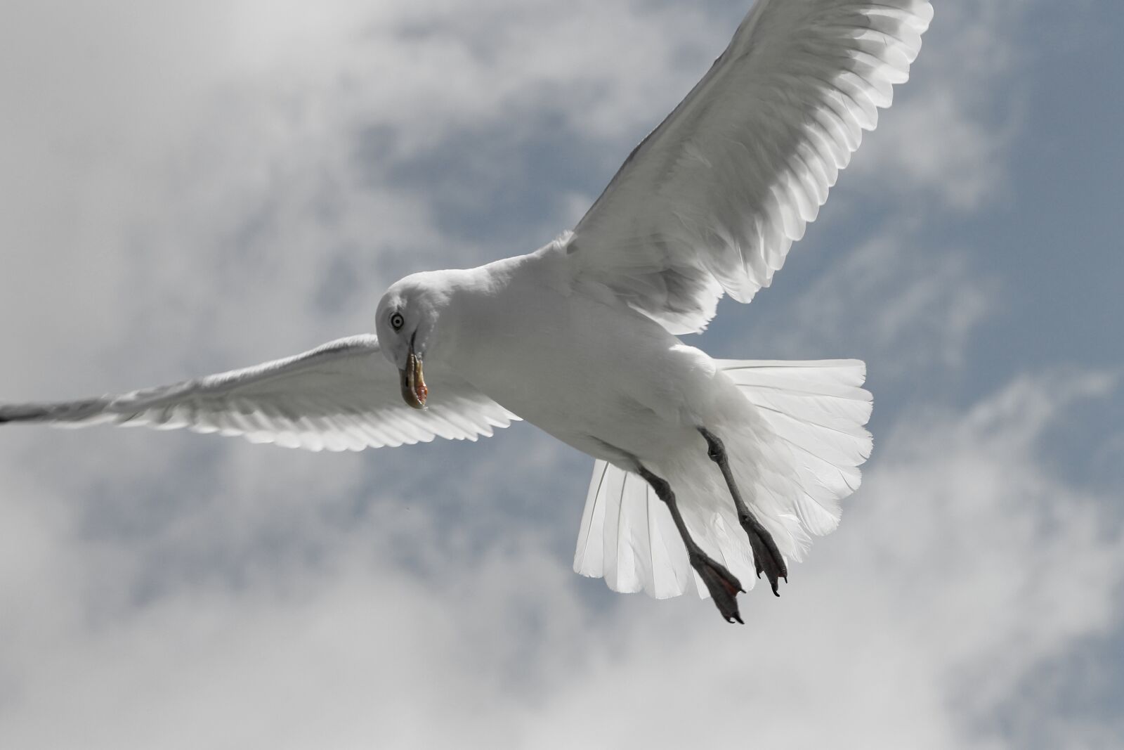 Canon EOS 1100D (EOS Rebel T3 / EOS Kiss X50) sample photo. Herring gull, seagull, larus photography