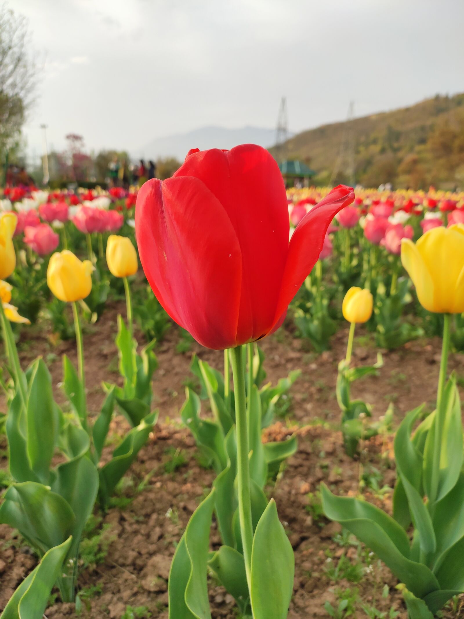 Xiaomi Redmi Note 7 Pro sample photo. Tulips, flowers, spring photography