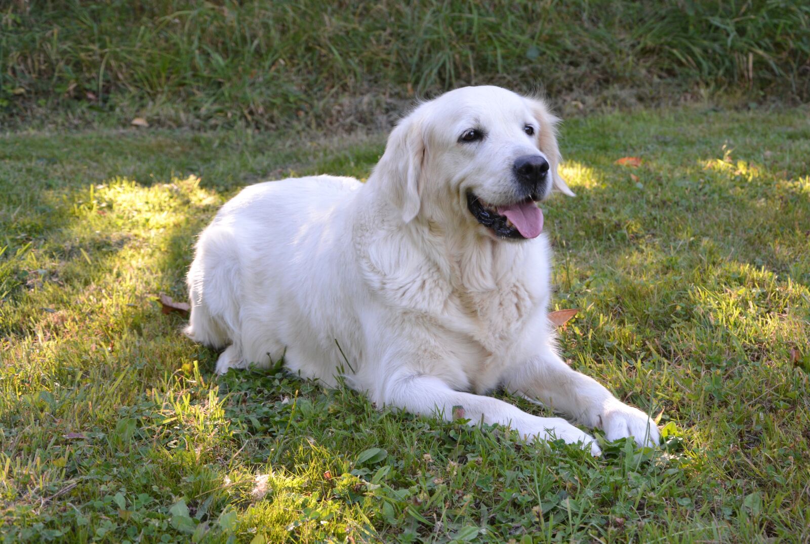 Nikon D5200 sample photo. Dog, bitch, golden retriever photography