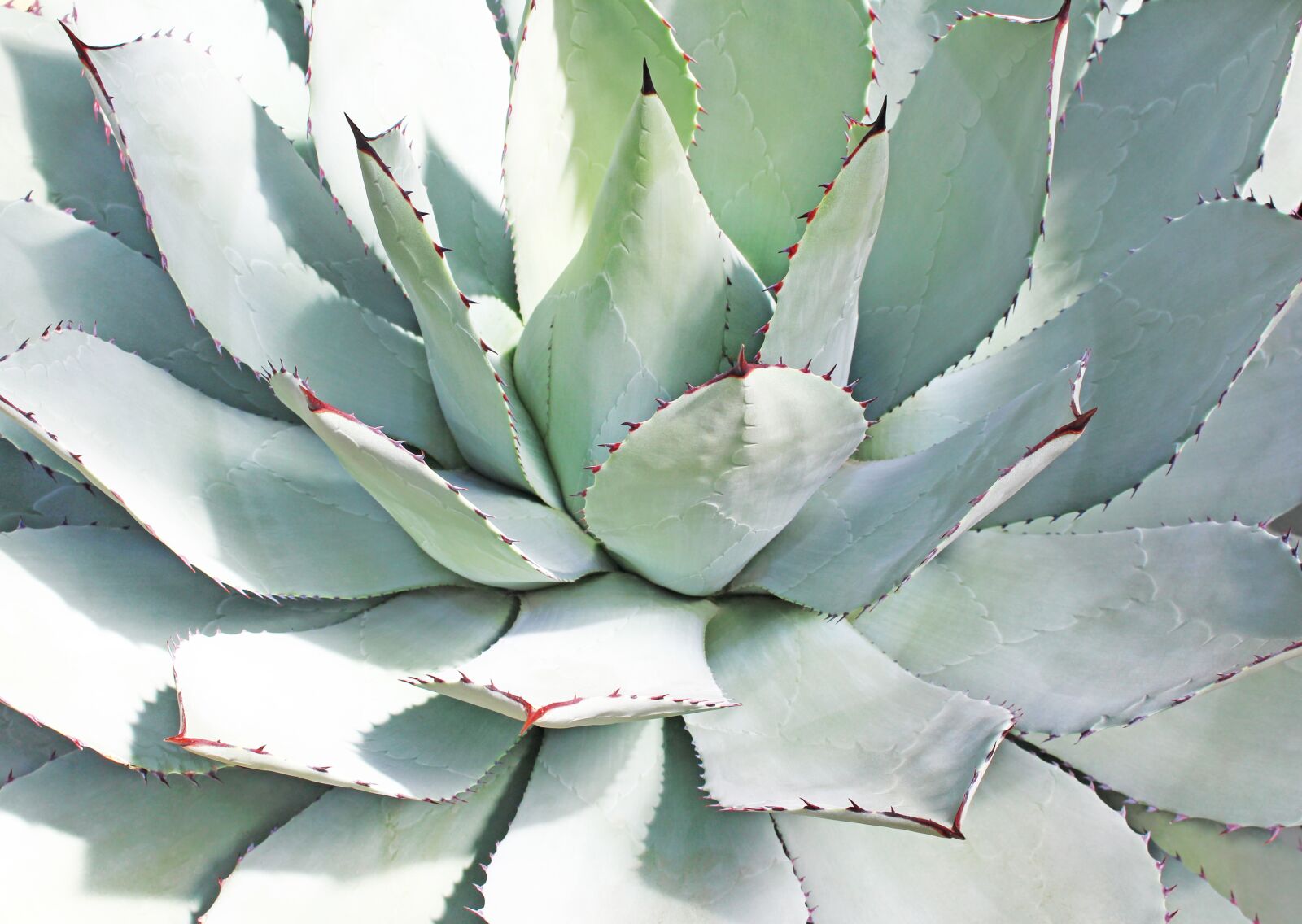Canon EOS 700D (EOS Rebel T5i / EOS Kiss X7i) sample photo. Agave, plant, succulent photography