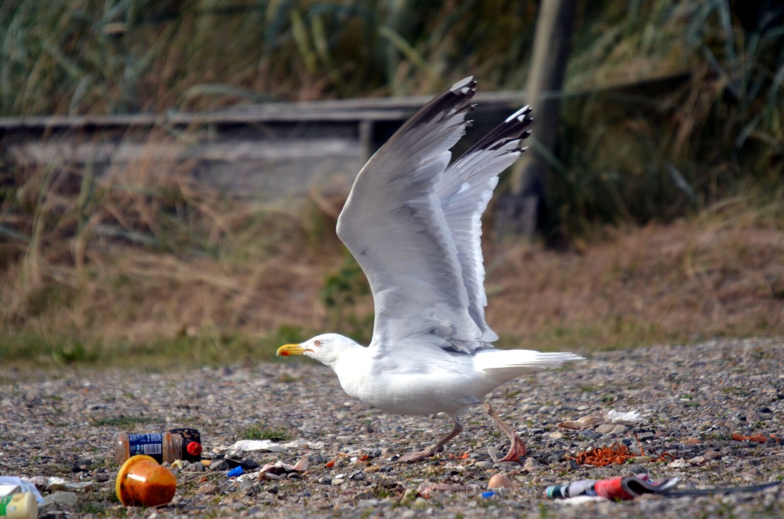 Nikon D5100 sample photo. Gull, garbage, dirty photography