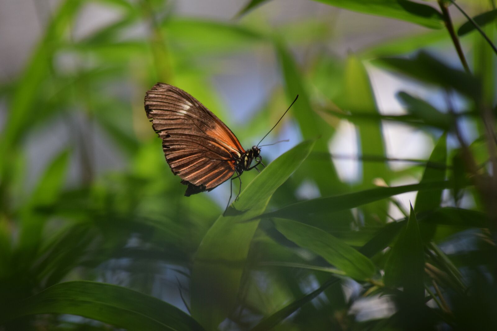 Nikon D5300 sample photo. Butterfly, nature, orange photography