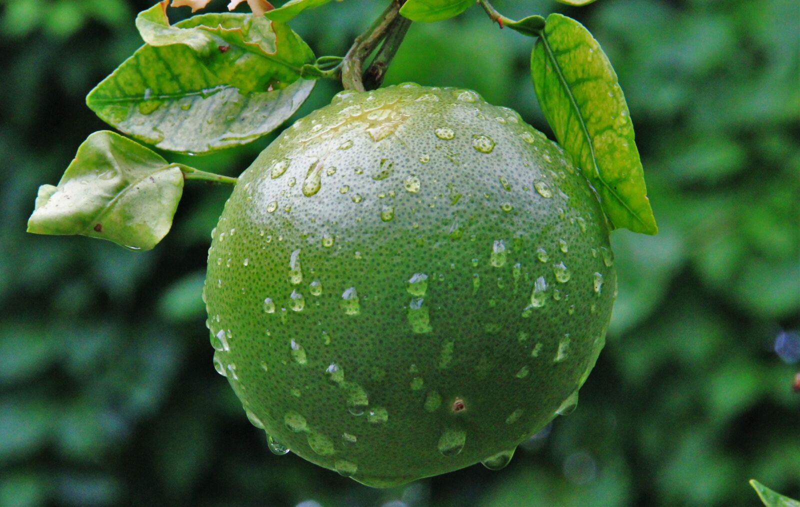 Canon EOS 550D (EOS Rebel T2i / EOS Kiss X4) sample photo. Unripe orange, raindrop, green photography