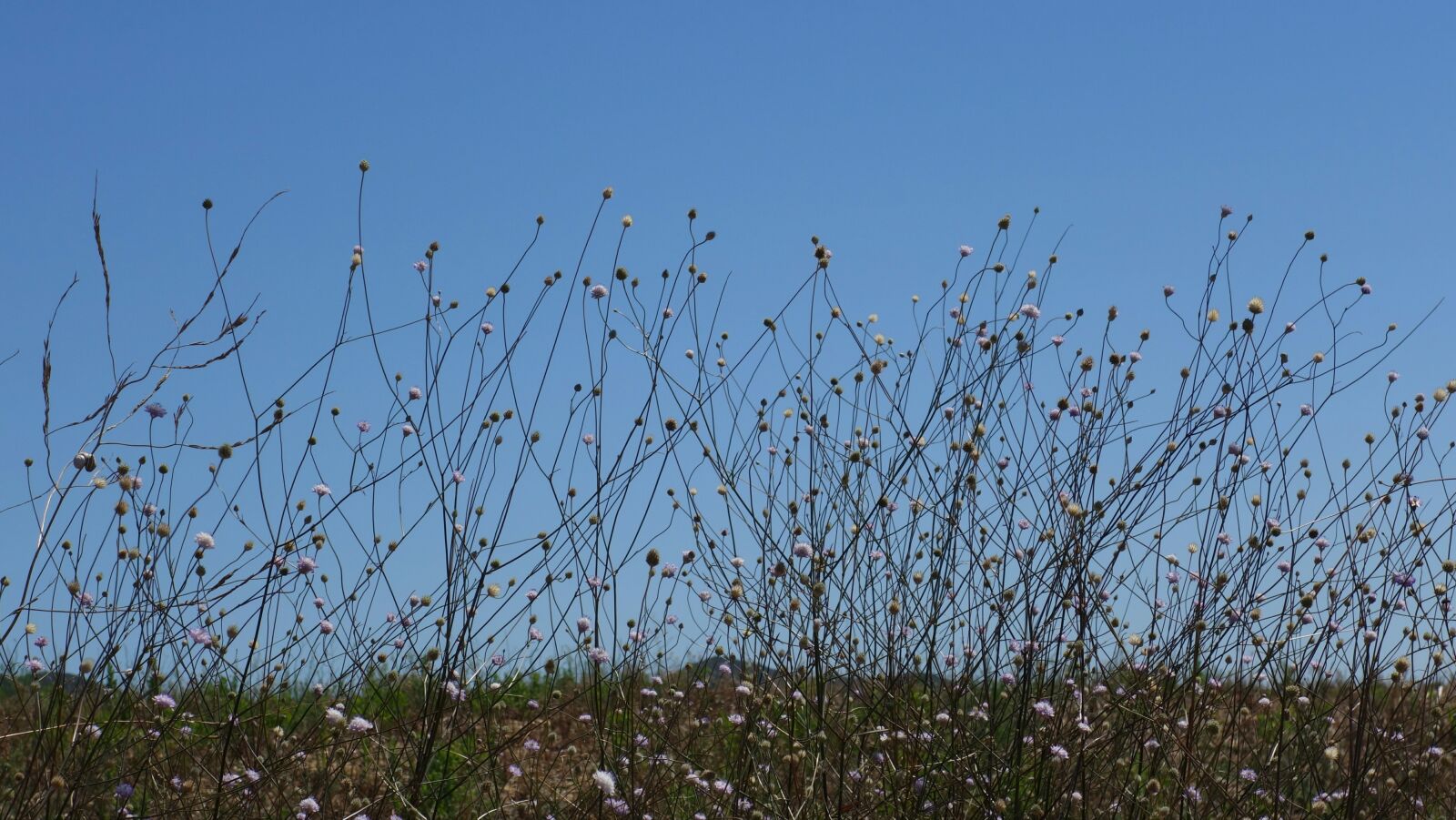 Sony Cyber-shot DSC-RX100 II sample photo. Meadow, silhouette, flowers photography