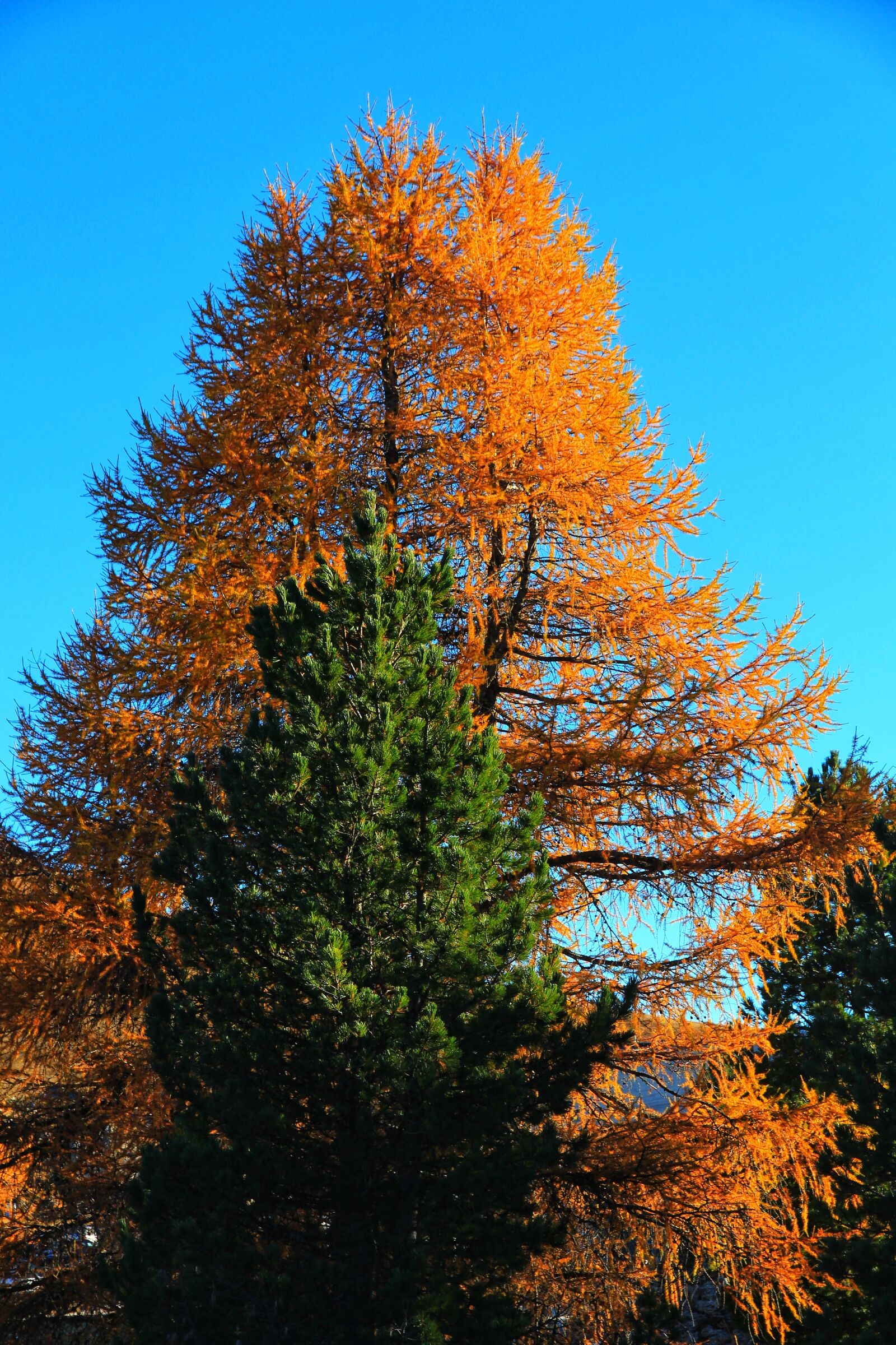 Canon EOS 650D (EOS Rebel T4i / EOS Kiss X6i) sample photo. Trees, mountain, autumn photography