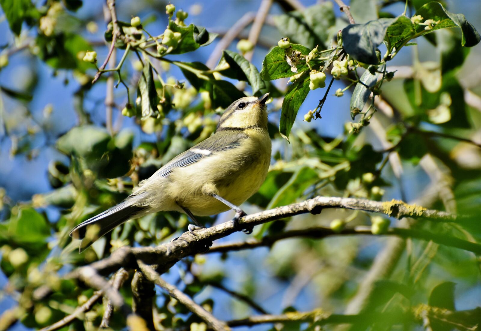 Nikon D7200 sample photo. Tit, songbird, bird photography