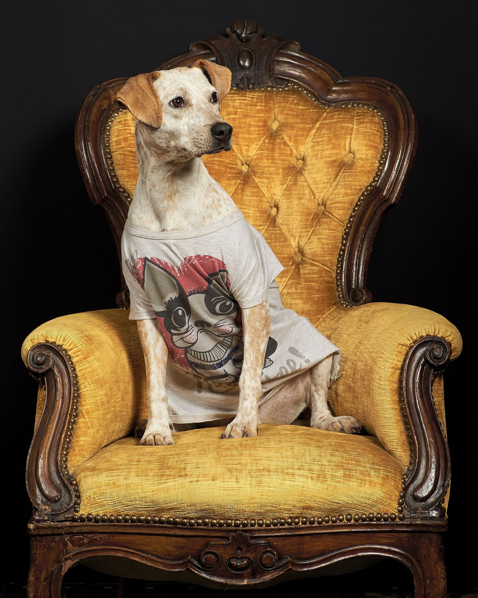 Canon EOS-1D X sample photo. Dog, personality, white photography