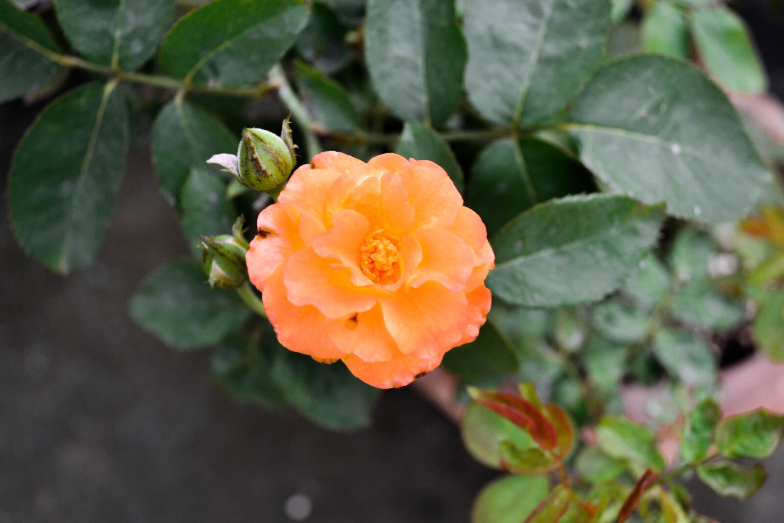 Nikon D3100 sample photo. Plant, nature, bloom photography