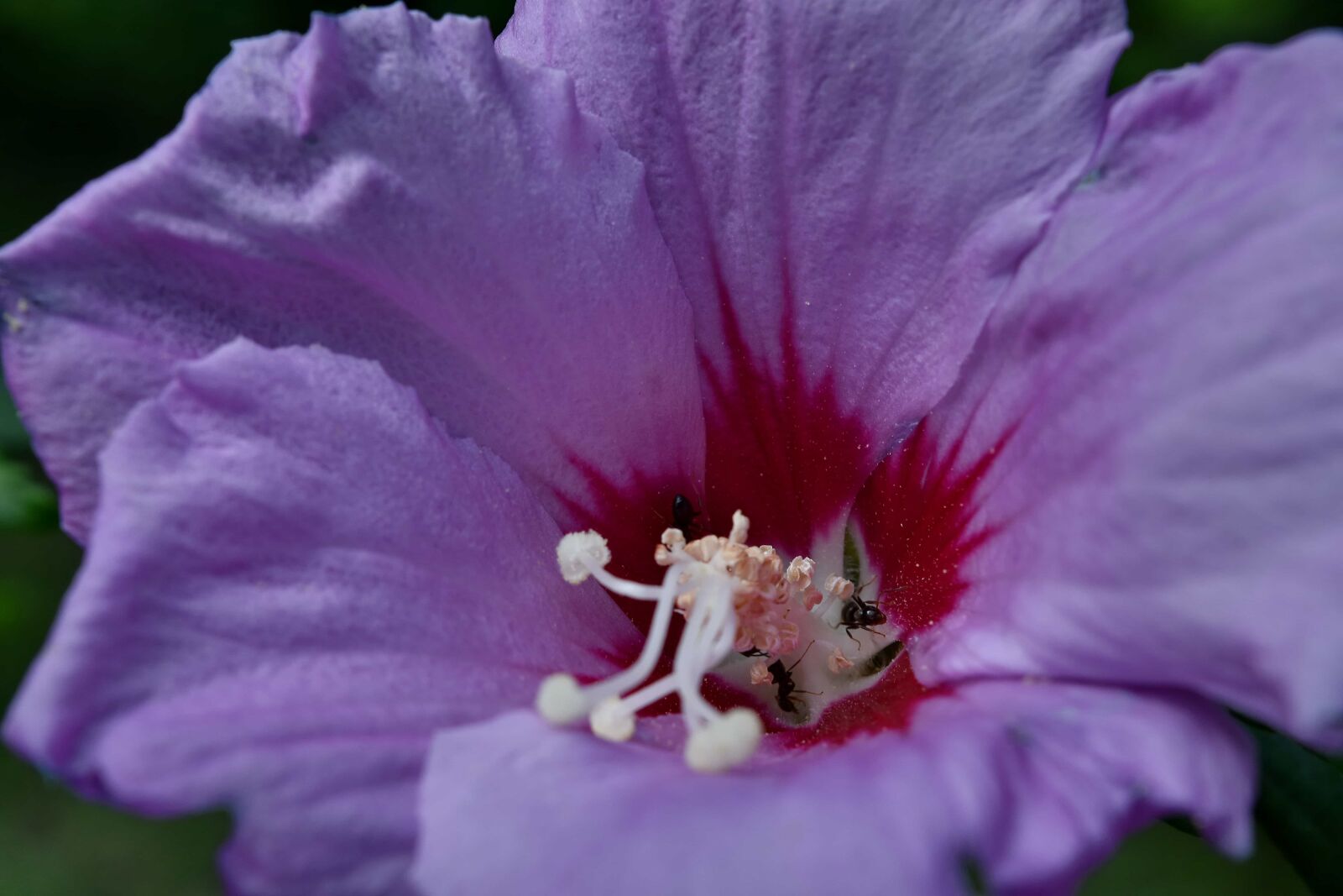 Nikon D5500 sample photo. Ants, endemic, insect, purple photography