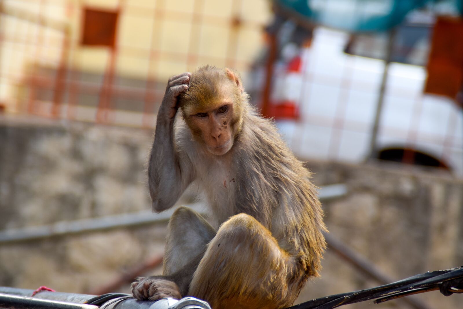 Nikon D5300 sample photo. Monkey, temple, forest photography