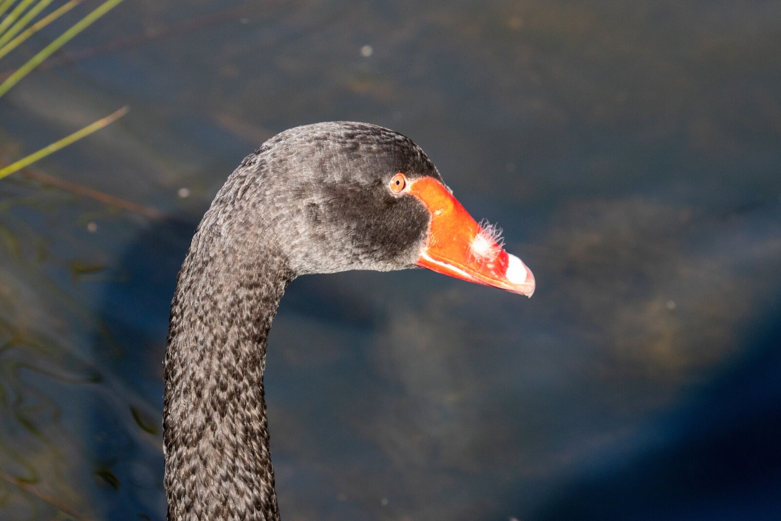 Canon EF 100-400mm F4.5-5.6L IS USM sample photo. Swan, black swan, bird photography