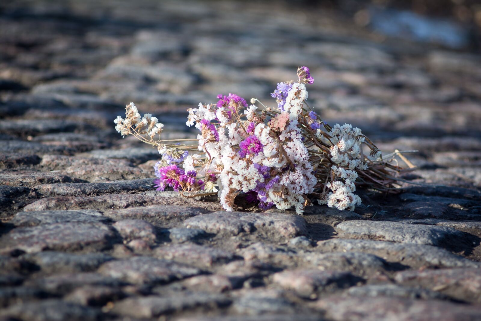 Nikon D7100 sample photo. Nature, outdoors, macadam photography