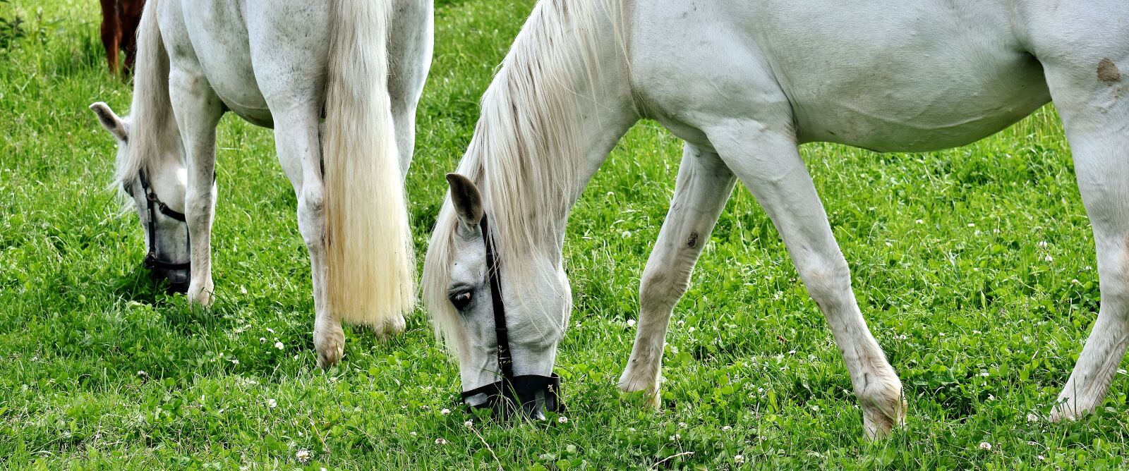 Nikon D7200 sample photo. Mold, horses, pasture photography