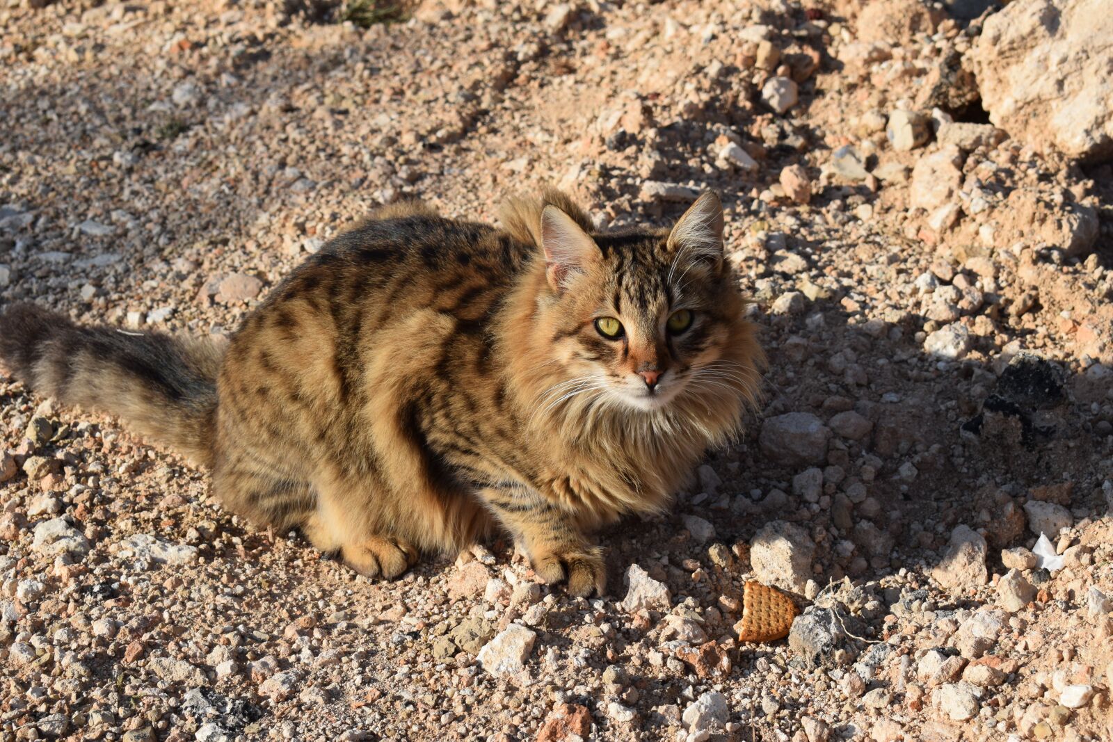 Nikon D3300 sample photo. Cat, feral, outdoor photography