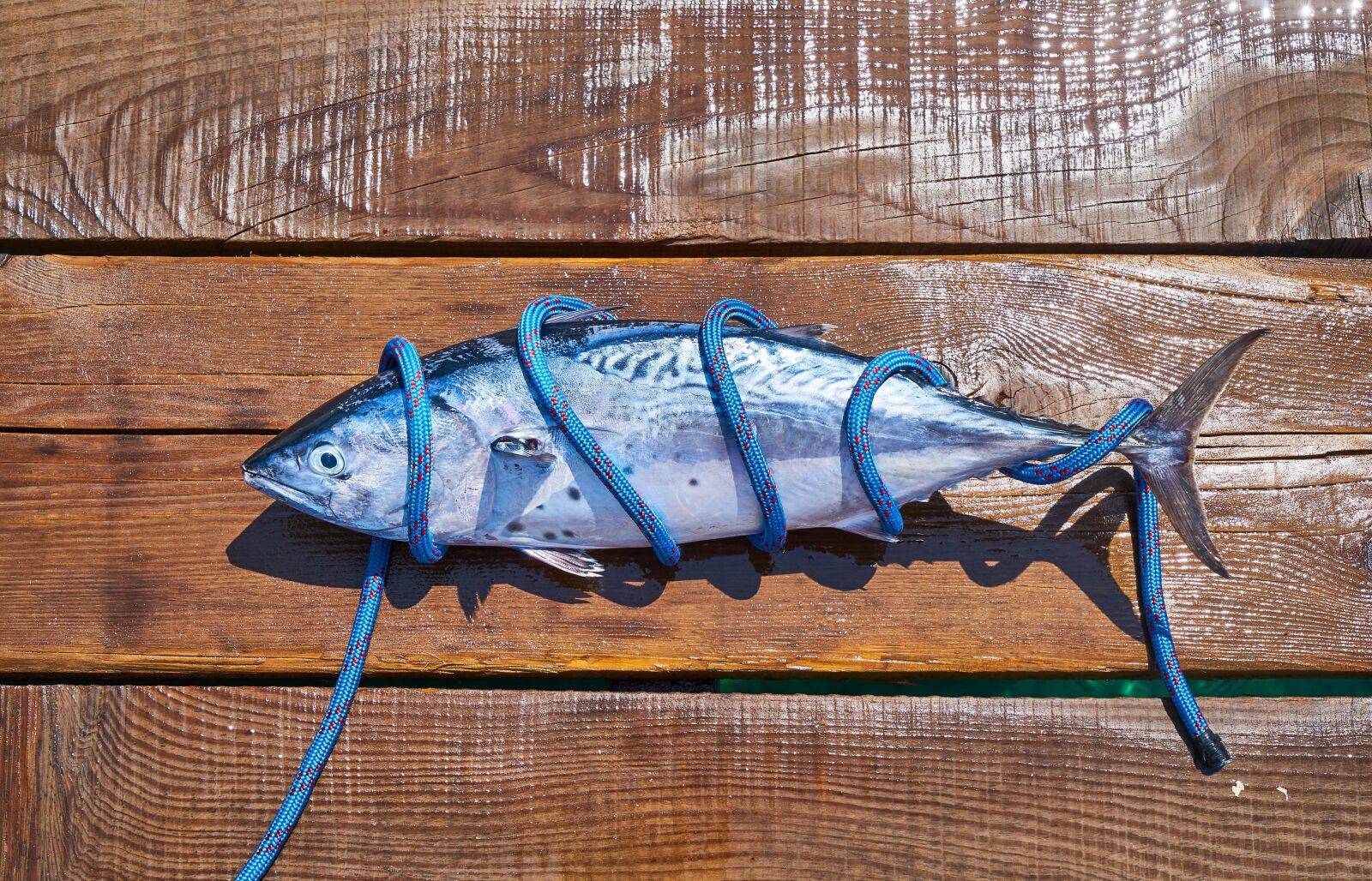 Sony a7R II sample photo. Fish, fresh, catch photography