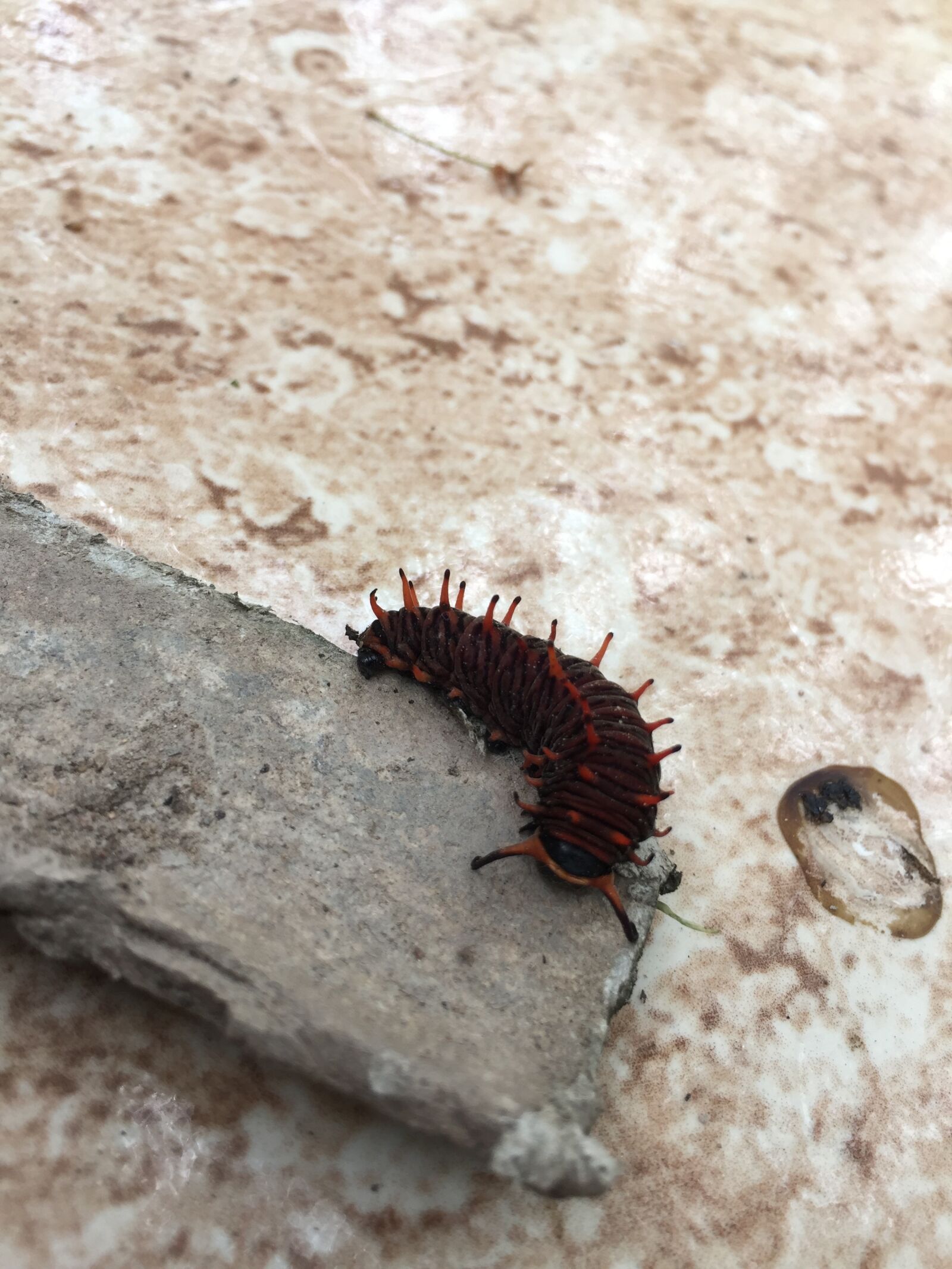 iPhone 6 Plus back camera 4.15mm f/2.2 sample photo. Caterpillar, insect, bug photography
