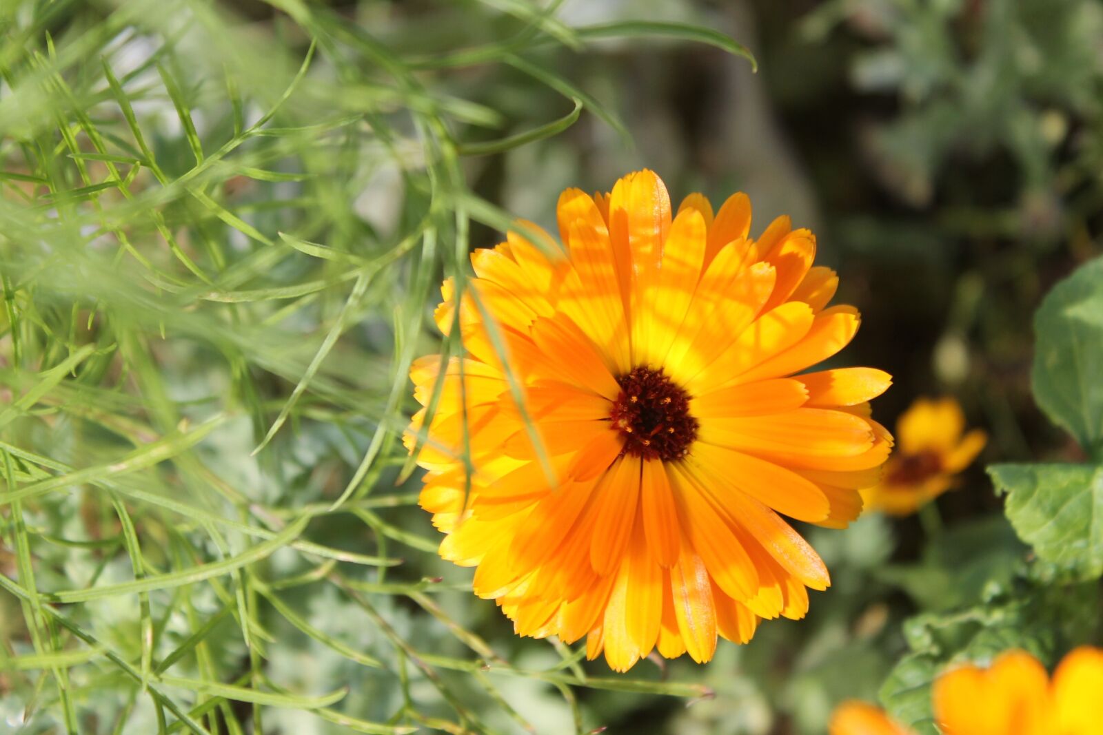 Canon EOS 1100D (EOS Rebel T3 / EOS Kiss X50) sample photo. Autumn, flowers, yellow photography