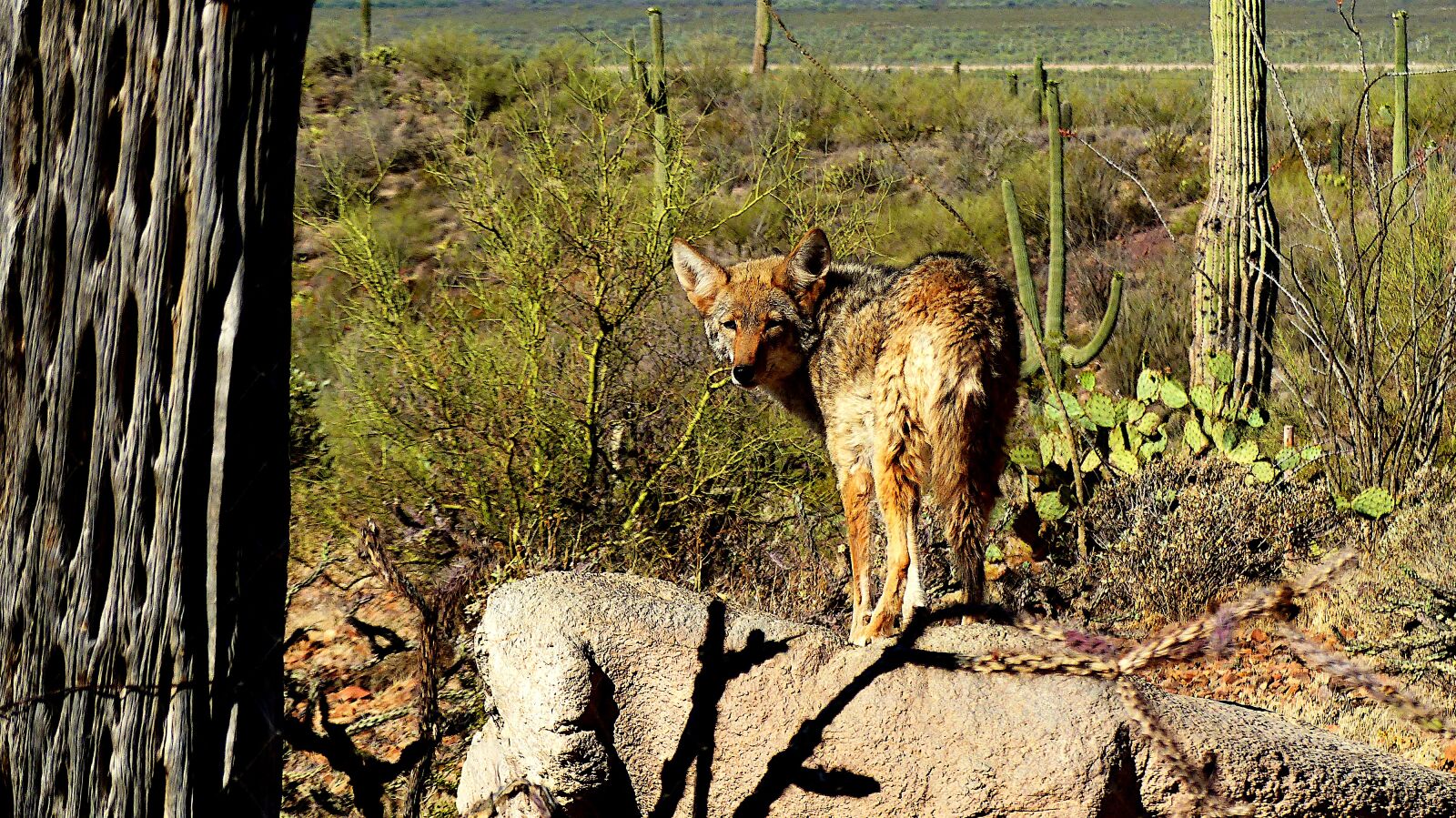 Panasonic Lumix DMC-FZ200 sample photo. Animal, coyote, arizona photography