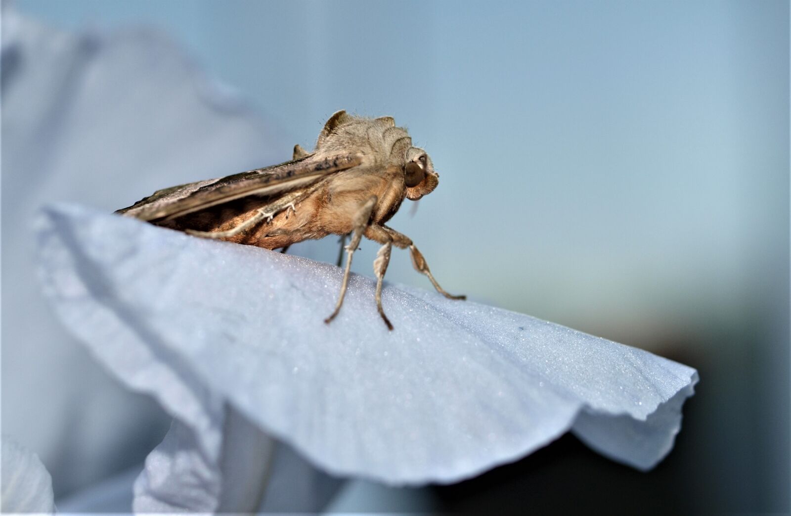 Olympus E-520 (EVOLT E-520) sample photo. Nature, insect, animal photography