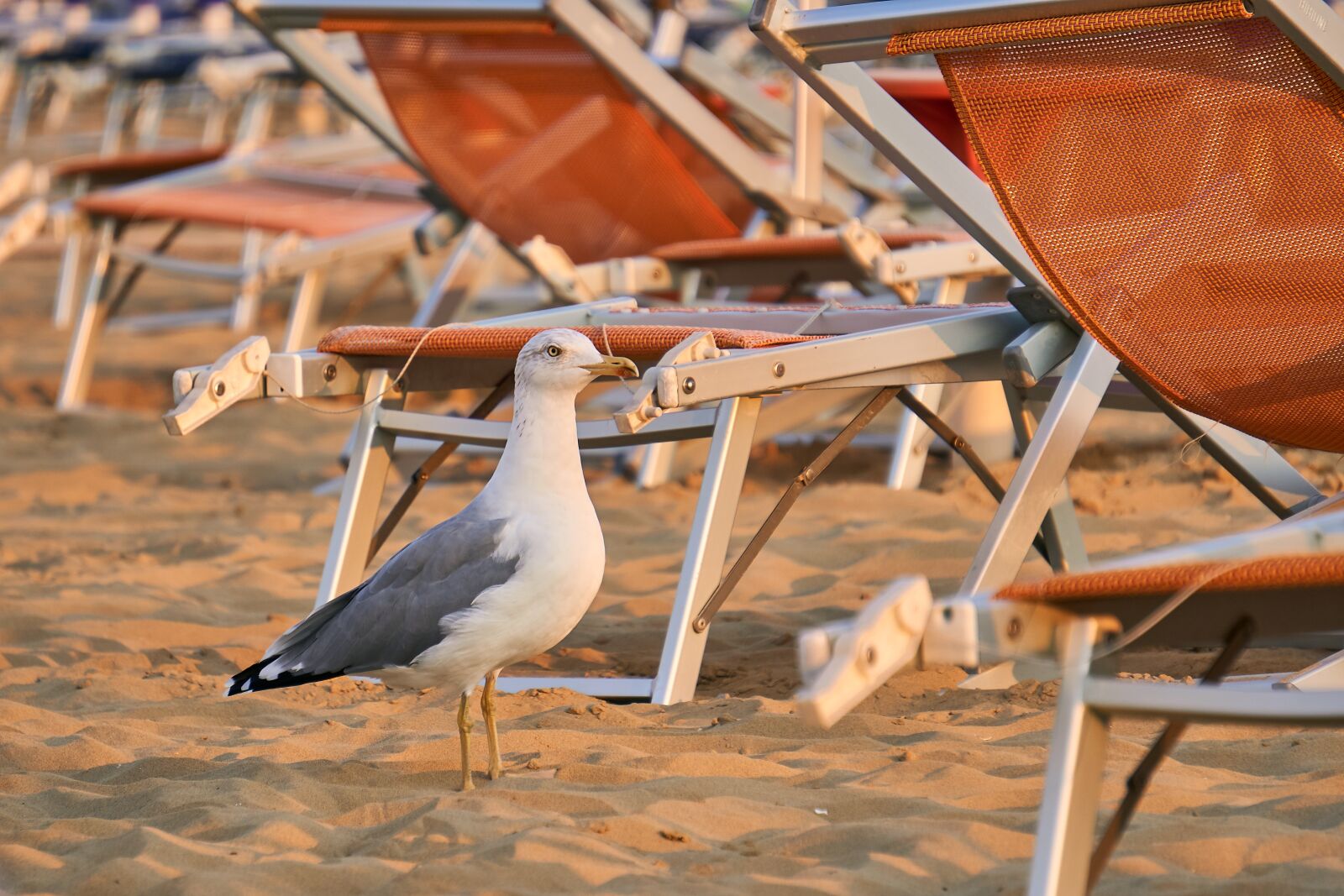 Sony E 55-210mm F4.5-6.3 OSS sample photo. Seagull, bird, animal photography