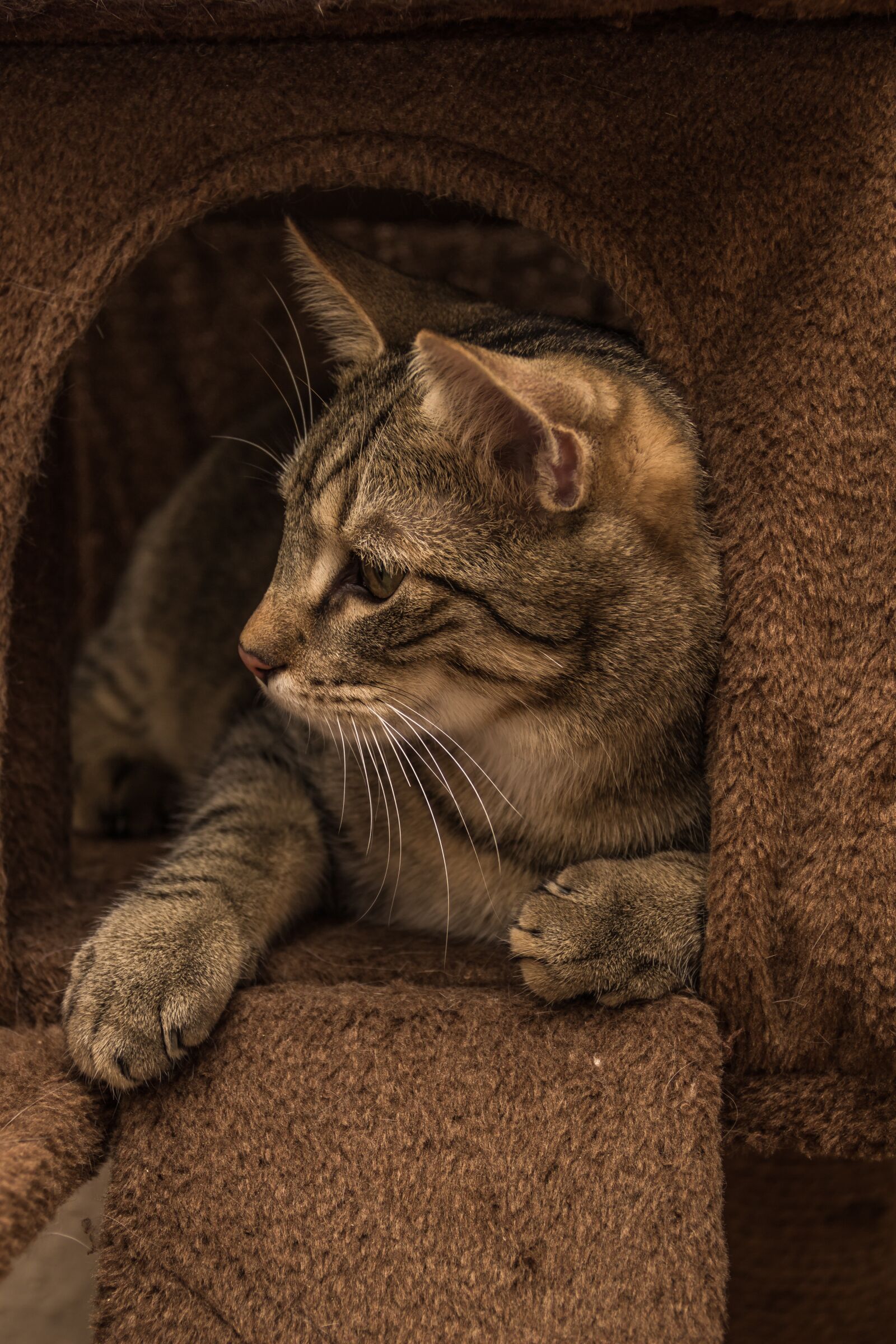 Canon EF-S 18-135mm F3.5-5.6 IS sample photo. Cat, european shorthair, race photography