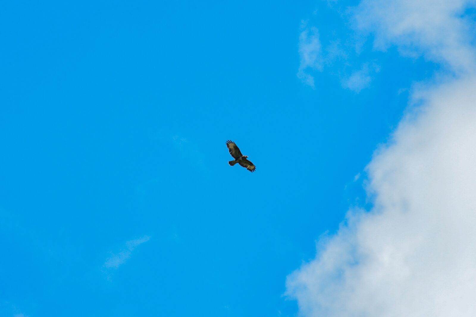 Nikon D5200 sample photo. Bird, buzzard, predator photography
