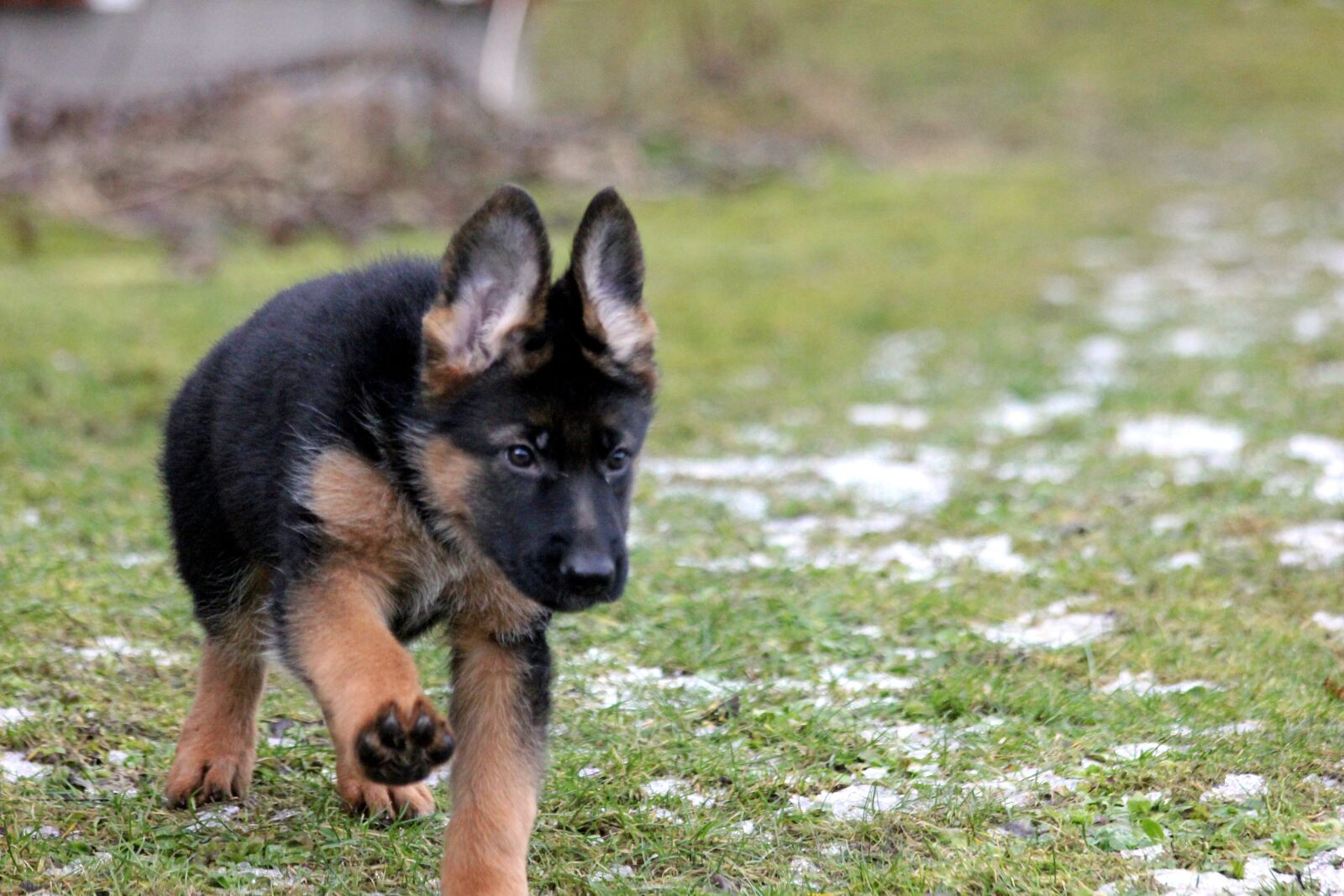 Canon EOS 550D (EOS Rebel T2i / EOS Kiss X4) sample photo. Puppy, german shepherd, german photography