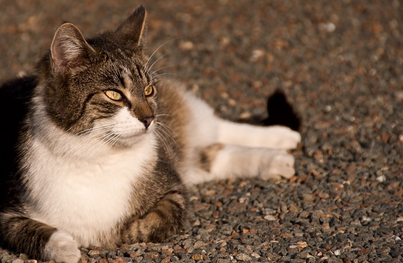 Pentax K-x sample photo. Cat, mieze, cat's eyes photography